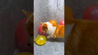 Dog balloon crack challenge part 4 shorts short trending viralshorts respect sad tamil facts [upl. by Anasus]