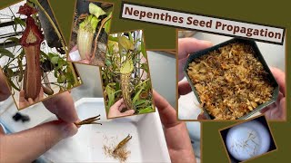 Nepenthes Seed Propagation [upl. by Lemay508]