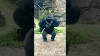 😱 Giant Gorilla  Sprint or Marathon gorilla shorts animals trending [upl. by Blondie960]