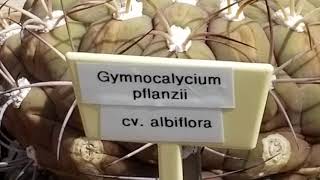 GYMNOCALYCIUM PFLANZII CV ALBIFLORA CACTUS [upl. by Bilek539]