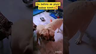 Do behno se piyar sabse kimti 🤗dog dogs shorts trending [upl. by Airdua]