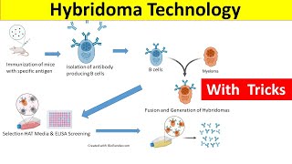 Hybridoma Technology  Hybridoma Technology for Monoclonal Antibody Production [upl. by Amaras148]