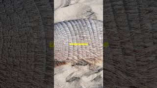 Amazing Armadillo Facts You Didnt Know [upl. by Enialedam811]