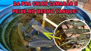 DA PRA CRIAR CAMARÃO E PEIXE NO MESMO TANQUE [upl. by Giulio]