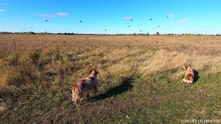 Epagneul Breton COLETTE amp ERNESTO HUNTING CELEBRATION Gray Partridge 171024 [upl. by Garbers]