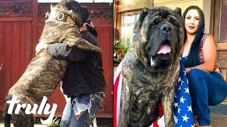 Ultimate Guard Dog Weighs 200lbs  TRULY [upl. by Tedda]