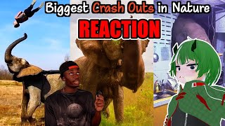 Animal Crash Outs  Casual Geographic  Reaction [upl. by Tacye311]