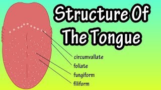 Structure Of The Tongue  Functions Of The Tongue  What Are Taste Buds [upl. by Otreblig]