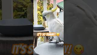 Cockatoo BFFs Share a Pear Adorable or hasty snatch [upl. by Rhee]