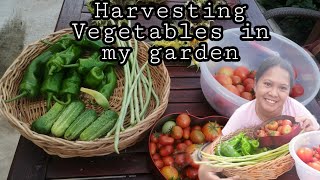 Filipina VillageLife in Germany  vegetables harvest in my greenhouse [upl. by Feilak]