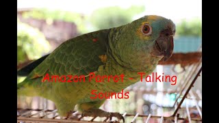 Amazon Parrot  Talking Sounds [upl. by Anidem]