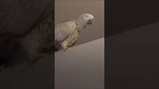 Chanel the foul mouthed parrot 😂 pets wildlife animals parrot [upl. by Nilsoj571]