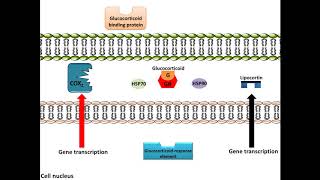 Glucocorticoids  AntiInflammation Mechanism of Action [upl. by Rae]