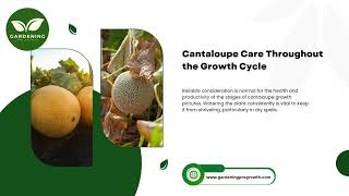 Cantaloupe Care Throughout the Growth Cycle [upl. by Asteria]