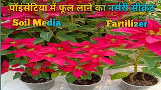 Poinsettia plant careCare of poinsettia plant How to grow poinsettia plant Christmas plant [upl. by Patricia]