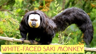 Friendly White Faced Saki Monkeys [upl. by Genie]