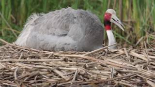 Sarus Chick Hatching [upl. by Wally]