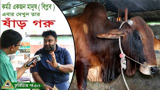 507পরিশ্রমী সাদা মনের একজন মানুষ “বিপ্লব”এবার দেখুন তার ষাড় গরুর খামার কাহালু বগুড়া Krishi chitra [upl. by Ahsito]