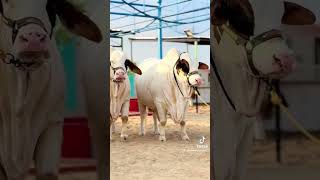 Afridi cattle farm l cow cholistanibachrequrbani2024 l MR CATTLE FARM [upl. by Eamaj]