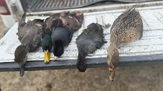 Texas Duck hunting before the cold front  mallards  gadwall finally  coots [upl. by Dowlen]