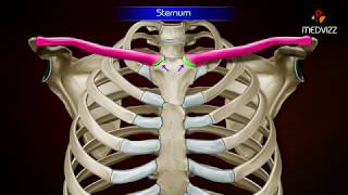 Gross Anatomy of Sternum  Osteology   Parts and Attachments [upl. by Atikir267]