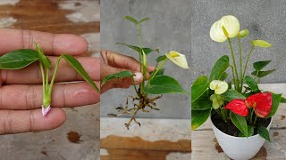 How to grow and care Anthurium plant simple method  Anthurium Plant [upl. by Drofdeb]