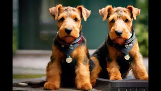 Airedale Terrier 101  A Comprehensive Guide AKC Standards AiredaleTerrier [upl. by Rutger]