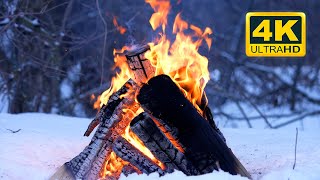 🔥 Cozy Campfire in the Winter Forest 12 HOURS Campfire with Burning Logs and Nature Sounds [upl. by Klinges]