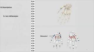 ANATOMIE FMPM LA MAIN [upl. by Pinette]