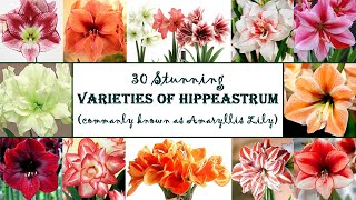 30 Stunning Varieties of Amaryllis Lily  Hippeastrum plant types  Large beautiful flowers [upl. by Hahseram]