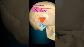 Auricularis Superior humananatomy humanbody humananatomyandphysiology skullanatomy [upl. by Aitercul]