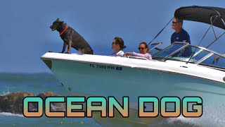 Dog Takes A Ride In the Boat 🐶🐾  Fort Pierce Inlet Jetty [upl. by Enilraep]