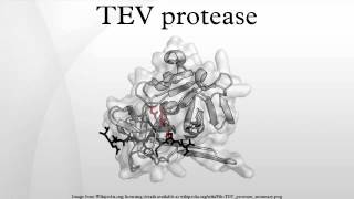 TEV protease [upl. by Hotchkiss]