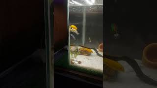 Cichlid fish tank [upl. by Asia223]