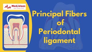 Principal fibers of Periodontal ligament [upl. by Noxin277]