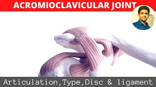 ACROMIOCLAVICULAR JOINTSHOULDER BIOMECHANICS Part 1 [upl. by Civ]