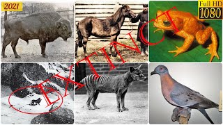 List of Recent Extinct Animals 120 plus [upl. by Eiraminot]