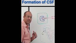 formation of CSF mbbs bds medical mediconeet jkneet trending anatomy physiology [upl. by Haianeb]