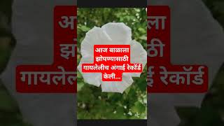 Nimbonichya Zadamage Full Song  Bala Gau Kashi Angai  Marathi Angai Geete  Asha Kale [upl. by Clare]