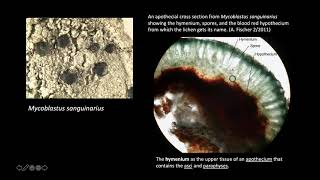 Intro to Crustose Lichen Identification [upl. by Michael]