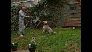 Working Wheaten terrier in Ireland [upl. by Avirt83]