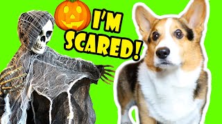 Making my CORGI a Haunted House of Horrors  Too Spooky 🐾👻 🎃  Life After College Ep 690 [upl. by Grania522]