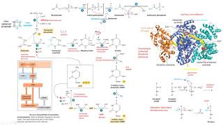 síntesis novo pirimidinas carbamoil fosfato bioquímica biochemistry [upl. by Llednil]