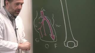 MI 8 Vascularisation de la cuisse et du genou Vascularization of the thigh and knee [upl. by Akenehs]