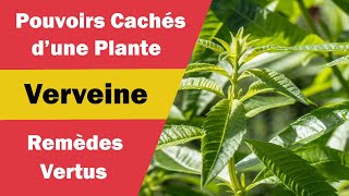 Verveine  Bienfaits Magiques et Usages agréables [upl. by Pimbley123]