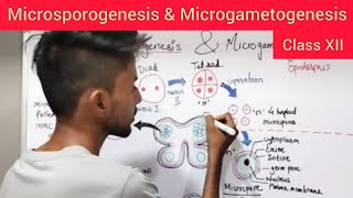 Microsporogenesis amp Microgametogenesis  Shivam Oswal [upl. by Shalom]