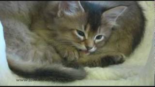 Livvy The Somali Cats Cute Kittens [upl. by Adnahsal]