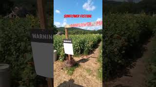 Sunflower Maze Festival 2024 Buti umaraw [upl. by Atirres]