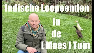 Indische Loopeenden in de Moestuin Alles Over Verzorging en Voordelen De Moesketier [upl. by Aicnilav949]