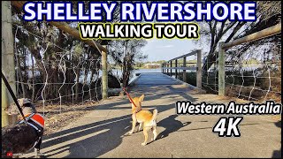 Walking Tour 4K SHELLEY River Shore Walking from Riverton Bridge Park to Wadjup Point Perth WA [upl. by Dorran]